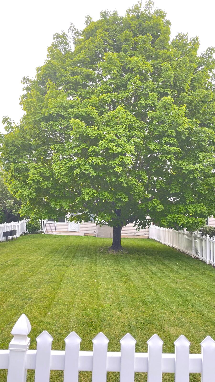 Freshly striped backyard lawn under a large maple tree with white picket fence